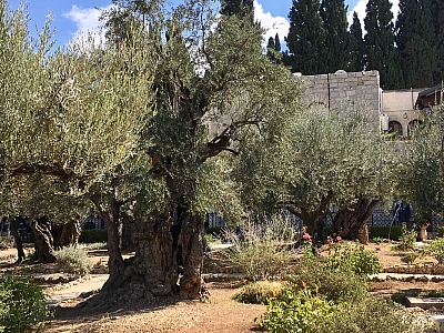 Garten Gethsemane